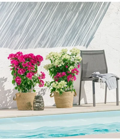 Drillingsblume 'Vera', Spalier -Haus Pflanzen Welt 8618258 PR MO 001 BougainvilleT19Twin 1