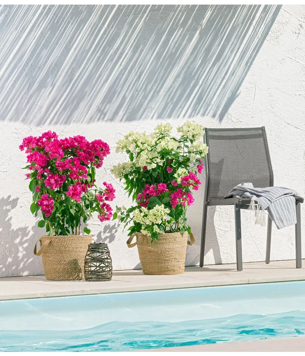 Drillingsblume 'Vera', Spalier 5 Drillingsblume 'Vera', Spalier – Bild 3