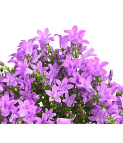 Polster-Glockenblume 'Ocean', 6er Schale 7 Polster-Glockenblume 'Ocean', 6er Schale -Haus Pflanzen Welt 8618407 WE DE 001 GlockenblumeCampanulaBlau