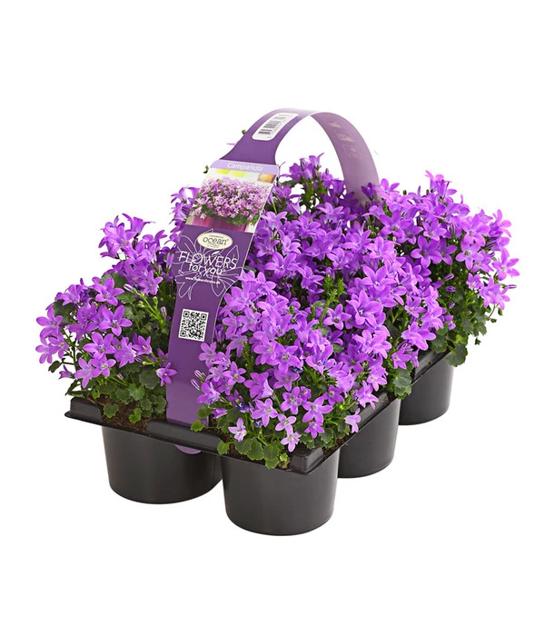 Polster-Glockenblume 'Ocean', 6er Schale 3 Polster-Glockenblume 'Ocean', 6er Schale