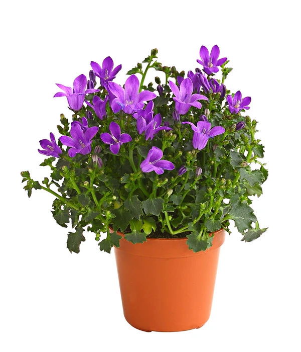 Glockenblume - Campanula Portenschlagiana 'Get Mee®' 3 Glockenblume - Campanula Portenschlagiana 'Get Mee®'