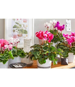 Alpenveilchen 'Victoria' -Haus Pflanzen Welt 8619488 8217911 WE MO 001 cycla sondersort