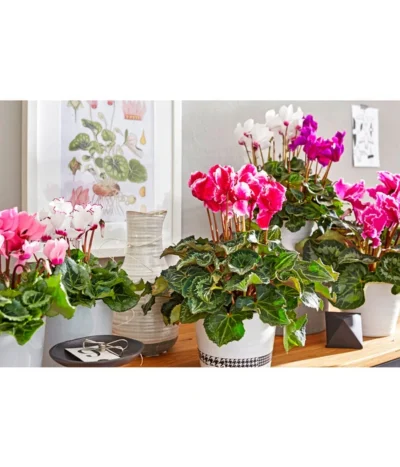 Alpenveilchen 'Victoria' -Haus Pflanzen Welt 8619488 8217911 WE MO 001 cycla sondersort