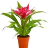 Guzmanie - Guzmania Cultivars 'Deseo' -Haus Pflanzen Welt 8620577 PR FS 001 GuzmanieGuzmaniaDeseoPinkT12DehnerExpressHerzig
