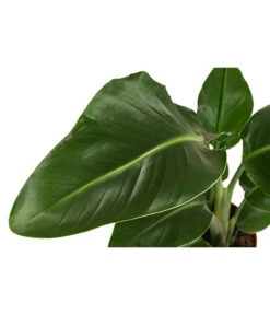 Baumstrelitzie - Strelitzia Nicolai -Haus Pflanzen Welt 8622763 WE DE 001 StrelitziaNicolaiT17DehnerExpressHerzig