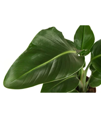 Baumstrelitzie - Strelitzia Nicolai 9 Baumstrelitzie - Strelitzia Nicolai -Haus Pflanzen Welt 8622763 WE DE 001 StrelitziaNicolaiT17DehnerExpressHerzig