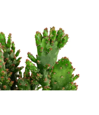 Feigenkaktus - Opuntia Monacantha 5 Feigenkaktus - Opuntia Monacantha -Haus Pflanzen Welt 8627200 WE DE 001 OpuntiaMonacanthaT14Opuntie