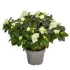 Zimmerazalee - Rhododendron Simsii 'Aiko White' 2 Zimmerazalee - Rhododendron Simsii 'Aiko White' -Haus Pflanzen Welt 8627267 PR FS 001 AzaleeAzaleaAikoWhiteT14DehnerExpressHerzig