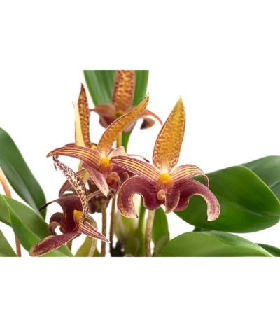 Orchidee - Bulbophyllum Lobbii 5 Orchidee - Bulbophyllum Lobbii -Haus Pflanzen Welt 8627655 WE DE 001 BulbophyllumLobbiiT12