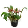 Orchidee - Bulbophyllum Lobbii -Haus Pflanzen Welt 8627655 WE FS 001 BulbophyllumLobbiiT12