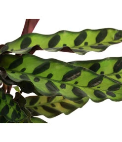 Korbmarante - Calathea Lancifolia -Haus Pflanzen Welt 8627721 WE DE 001 CalatheaInsignisT12