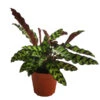 Korbmarante - Calathea Lancifolia -Haus Pflanzen Welt 8627721 WE FS 001 CalatheaInsignisT12