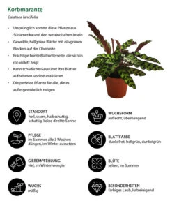 Korbmarante - Calathea Lancifolia -Haus Pflanzen Welt 8627721 WE IG 001 CalatheaInsignisT12