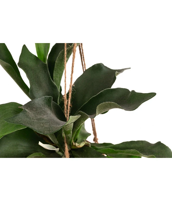 Kokodama-Ampel Geweihfarn - Platycerium 4 Kokodama-Ampel Geweihfarn - Platycerium – Bild 2