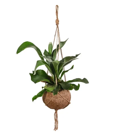 Kokodama-Ampel Geweihfarn - Platycerium