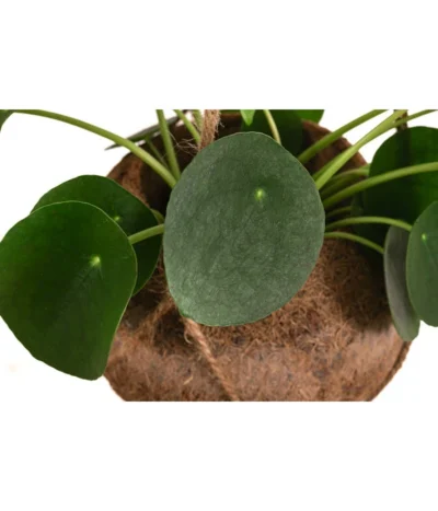Kokodama-Ampel Glückstaler - Pilea Peperomioides 5 Kokodama-Ampel Glückstaler - Pilea Peperomioides -Haus Pflanzen Welt 8627820 WE DE 001 KokodamaPileaPeperomioidesT17DehnerExpressHerzig