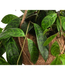 Kokodama-Ampel Gefleckte Schamblume - Aeschynanthus Marmoratus -Haus Pflanzen Welt 8627846 WE DE 002 KokodamaAeschynanthus