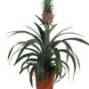 Ananaspflanze - Ananas Comosus -Haus Pflanzen Welt 8627960 WE FS 001 AnanasT13