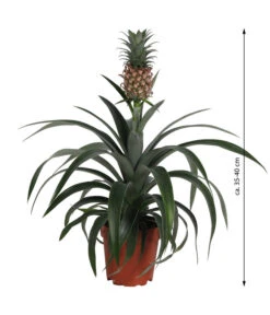 Ananaspflanze - Ananas Comosus -Haus Pflanzen Welt 8627960 WE FS 003 Ananaspflanze