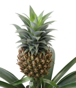 Ananaspflanze - Ananas Comosus, In Keramik -Haus Pflanzen Welt 8627978 WE DE 001 AnanaspflanzeInKeramik