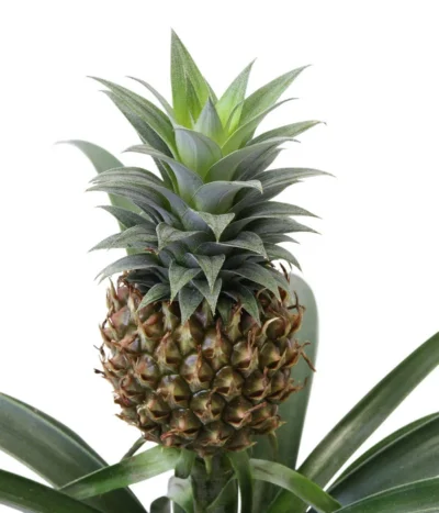 Ananaspflanze - Ananas Comosus, In Keramik 9 Ananaspflanze - Ananas Comosus, In Keramik -Haus Pflanzen Welt 8627978 WE DE 001 AnanaspflanzeInKeramik