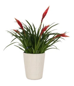 Flammendes Schwert - Vriesea Multiflora 'Astrid', In Keramik -Haus Pflanzen Welt 8627986 WE FS 001 BromeliaMultifloraAstridInKeramikT13