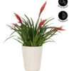 Flammendes Schwert - Vriesea Multiflora 'Astrid', In Keramik -Haus Pflanzen Welt 8627986 WE FS 002 BromeliaMultifloraAstridInKeramikT13