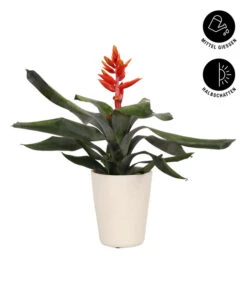 Lanzenrosette - Aechmea Pepita 'Elegant Flames', In Keramik -Haus Pflanzen Welt 8627994 WE FS 002 AechmeaPepitaElegantInKeramik