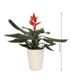 Lanzenrosette - Aechmea Pepita 'Elegant Flames', In Keramik -Haus Pflanzen Welt 8627994 WE FS 003 AechmeaPepitaElegantInKeramik