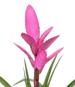 Tillandsie - Tillandsia Cyanea 'Antonio', In Keramik -Haus Pflanzen Welt 8628000 WE DE 001 TillandsieInKeramikWeiss