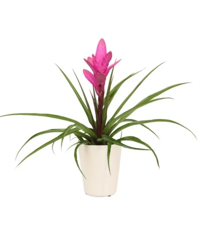 Tillandsie - Tillandsia Cyanea 'Antonio', In Keramik
