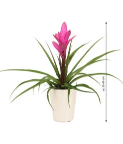 Tillandsie - Tillandsia Cyanea 'Antonio', In Keramik -Haus Pflanzen Welt 8628000 WE IG 001 TillandsieInKeramikWeiss