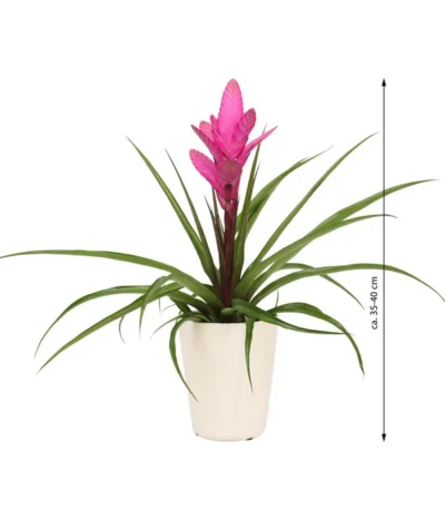 Tillandsie - Tillandsia Cyanea 'Antonio', In Keramik -Haus Pflanzen Welt 8628000 WE IG 001 TillandsieInKeramikWeiss