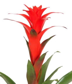 Guzmanie - Guzmania Calypso, In Keramik -Haus Pflanzen Welt 8628018 WE DE 001 GuzmaniaCalypsoInKeramik