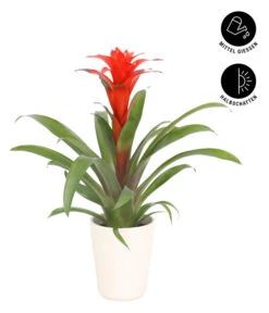 Guzmanie - Guzmania Calypso, In Keramik -Haus Pflanzen Welt 8628018 WE FS 002 GuzmaniaCalypsoInKeramikT13