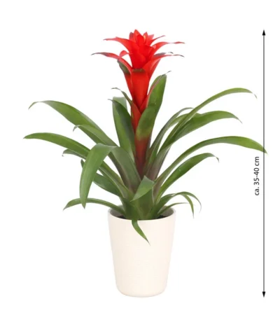 Guzmanie - Guzmania Calypso, In Keramik -Haus Pflanzen Welt 8628018 WE FS 003 GuzmaniaCalypsoInKeramik