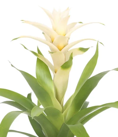 Guzmanie - Guzmania 'Deseo White', In Keramik 9 Guzmanie - Guzmania 'Deseo White', In Keramik -Haus Pflanzen Welt 8628026 WE DE 001 GuzmaniaDeseoInKeramik