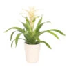 Guzmanie - Guzmania 'Deseo White', In Keramik -Haus Pflanzen Welt 8628026 WE FS 001 GuzmaniaDeseoWeissInKeramikT13