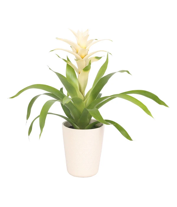 Guzmanie - Guzmania 'Deseo White', In Keramik 3 Guzmanie - Guzmania 'Deseo White', In Keramik