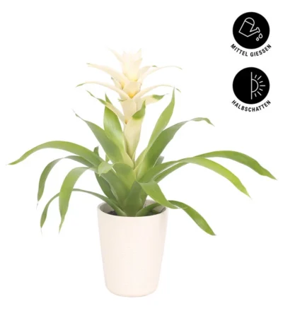 Guzmanie - Guzmania 'Deseo White', In Keramik 7 Guzmanie - Guzmania 'Deseo White', In Keramik -Haus Pflanzen Welt 8628026 WE FS 002 GuzmaniaDeseoWeissInKeramikT13