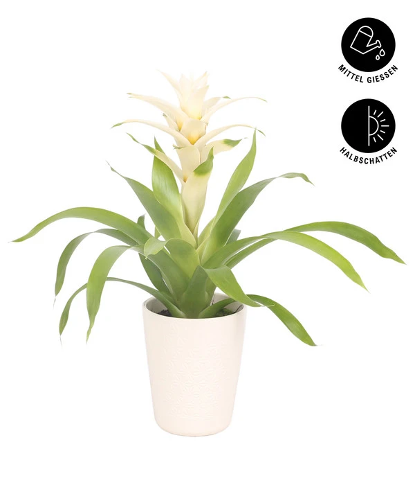 Guzmanie - Guzmania 'Deseo White', In Keramik 4 Guzmanie - Guzmania 'Deseo White', In Keramik – Bild 2