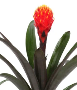 Guzmanie - Guzmania 'Tala', In Keramik -Haus Pflanzen Welt 8628034 WE DE 001 GuzmaniaTalaInKeramik