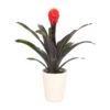 Guzmanie - Guzmania 'Tala', In Keramik -Haus Pflanzen Welt 8628034 WE FS 001 GuzmaniaTalaOrangeInKeramikT13