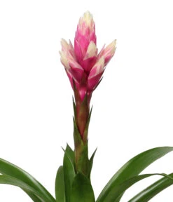Bromelien-Set, 4-teilig 13 Bromelien-Set, 4-teilig -Haus Pflanzen Welt 8628042 WE DE 002 BromelienRoyal4Set