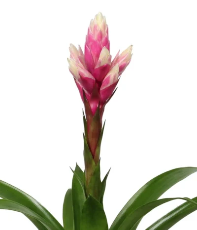 Bromelien-Set, 4-teilig 13 Bromelien-Set, 4-teilig -Haus Pflanzen Welt 8628042 WE DE 002 BromelienRoyal4Set