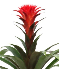 Bromelien-Set, 4-teilig 15 Bromelien-Set, 4-teilig -Haus Pflanzen Welt 8628042 WE DE 003 BromelienRoyal4Set