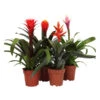 Bromelien-Set, 4-teilig -Haus Pflanzen Welt 8628042 WE FS 001 BromeliaRoyalHopeMix4SetT13