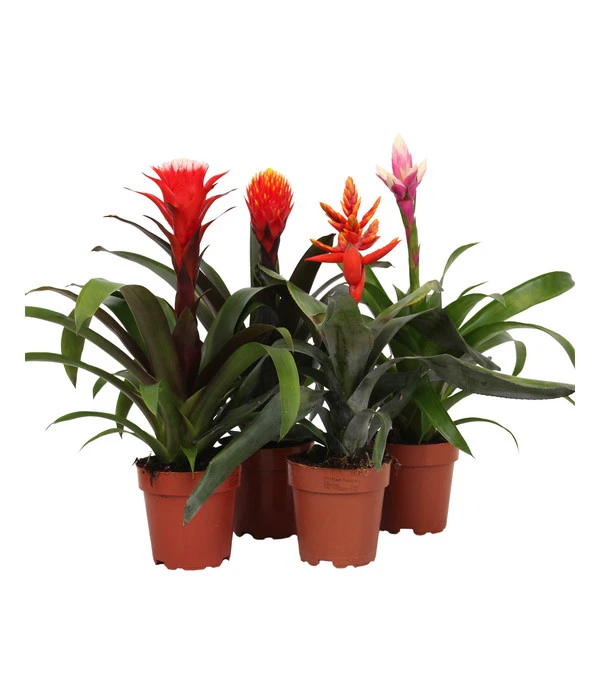 Bromelien-Set, 4-teilig 3 Bromelien-Set, 4-teilig