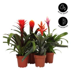 Bromelien-Set, 4-teilig 10 Bromelien-Set, 4-teilig -Haus Pflanzen Welt 8628042 WE FS 002 BromelienRoyal4Set