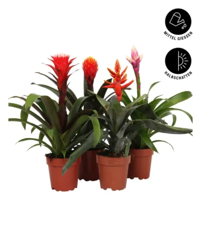 Bromelien-Set, 4-teilig 10 Bromelien-Set, 4-teilig -Haus Pflanzen Welt 8628042 WE FS 002 BromelienRoyal4Set